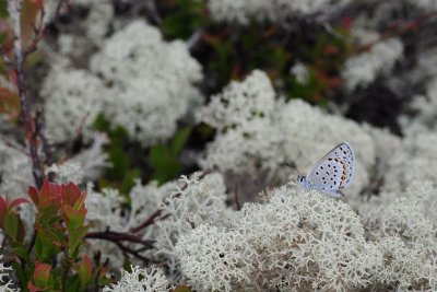 2011-07-07 Road to Longue Pointe James Bay Qc Plebejus idas DSC_0100.jpg