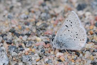 2011-07-07 Road to Longue Pointe James Bay Qc Plebejus saepiolus DSC_0077.jpg
