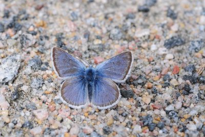 2011-07-07 Road to Longue Pointe James Bay Qc Plebejus saepiolus DSC_0085.jpg