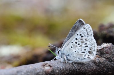 2011-07-03 Agriades glandon Arctic Blue marais salés de Chisasibi Qc DSC_1603.jpg