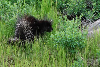 2011-07-03 Porcupine marais salés de Chisasibi Qc DSC_1655.jpg