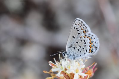 2011-07-08 Route vers Longue-Pointe Baie James Plebejus idas Northern Blue 284.jpg