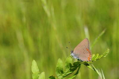 2011-07-09 Kazabazua Coral Hairstreak 395.jpg