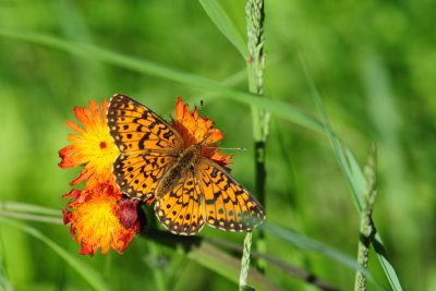 2011-07-09 Route 109 near Matagami Boloria selene 395.jpg