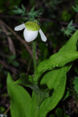 2011-07-12 Kicking Horse River edge Hwy 1 Alberta Cypripedium passerinum DSC_0616.jpg