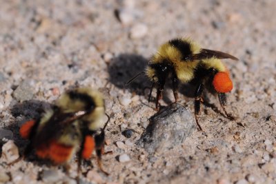 2011-07-16 Princeton-Summerland Road Bumble bees DSC_0015.jpg