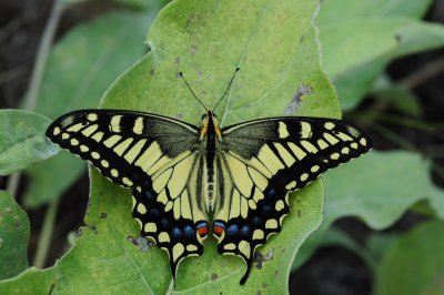 2011-07-19 Goose Lake Grassland BC Papilio machaon Old World Swallowtail DSC_0118.jpg