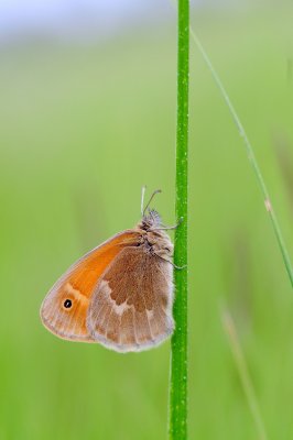 2011-07-29 Marais Salés de Beresford NB Maritime Ringlet Coenonympha nipissiquit DSC_0304.jpg