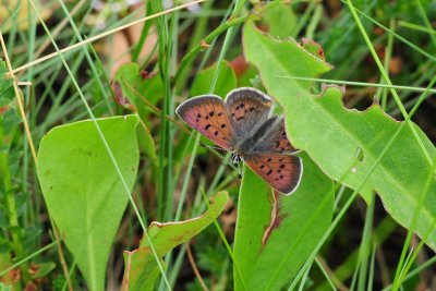 2011-07-29 Salt-Marsh Copper DSC_0205.jpg