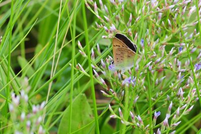 2011-07-29 Salt-Marsh Copper DSC_0221.jpg