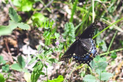 2011-08-12 Pointe Petre PEC ON Black Swallowtail DSC_0833.jpg