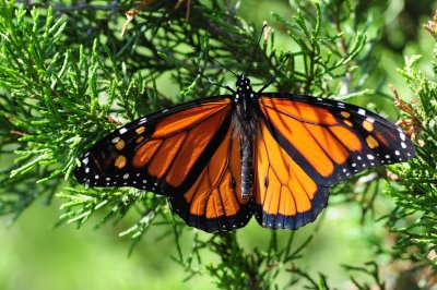 2011-08-12 Pointe Petre PEC ON Monarch DSC_0611.jpg