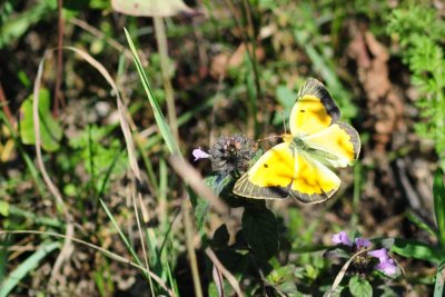 2011-08-12 Pointe Petre PEC ON Orange Sulphur DSC_0646.jpg