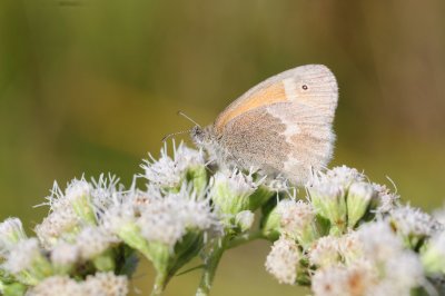 2011-08-17 Common Ringlet ECB outing Lachute area QC DSC_0033.jpg