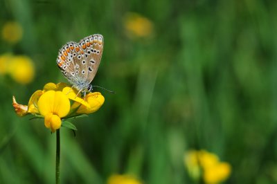 2011-08-17 European Common Blue ECB outing Lachute area QC DSC_0068.jpg