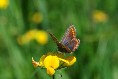 2011-08-17 European Common Blue ECB outing Lachute area QC DSC_0069.jpg