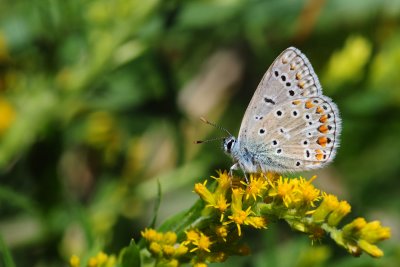 2011-08-17 European Common Blue ECB outing Lachute area QC DSC_0085.jpg