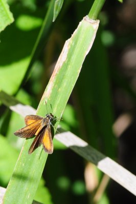 2011-08-17 Least Skipper ECB outing Lachute area QC DSC_0047.jpg