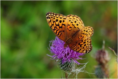 2011-08-31 Aphrodite Fritillary Burnt Lands Almonte ON DSC_0351.jpg