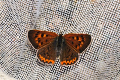 2011-07-21 Lycaena nivalis Fairview Road Mount Oliver DSC_0175.jpg