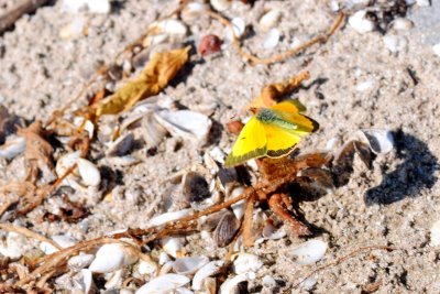 2011-10-10 Presquile PP ON Orange Sulphur DSC_0568.jpg