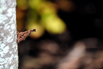 2011-10-09 Eastern Comma Stouffville ON DSC_0518.jpg