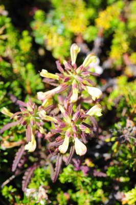 2011-07-07 Chisasibi salt-marshes Pedicularis sp DSC_0145.jpg