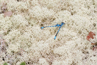 2011-07-07 Road to Longue Pointe James Bay Qc Odonata DSC_0060.jpg