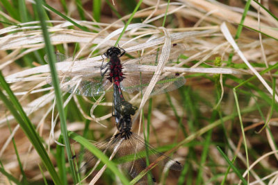 2011-07-07 Road to Longue Pointe James Bay Qc Odonata DSC_0093.jpg