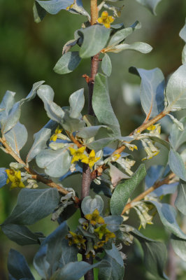 2011-07-03 Elaeagnus commutata American silverberry LG1 Dam DSC_1971.jpg