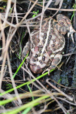 2011-07-07 Chisasibi road to salt-marshes Bufo sp DSC_0133.jpg