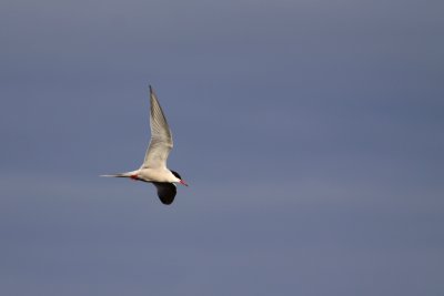 2011-07-06 Baie James LG2 Tern 056.jpg