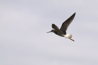 2011-07-06 Riviere Mosquito Baie James Greater Yellowleg Grand Chevalier 063.jpg