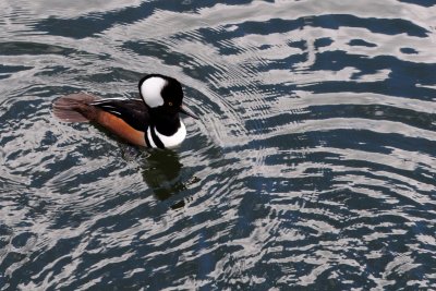 2012-01-25 DisneyWorld  Hooded Merganser DSC_0592.jpg