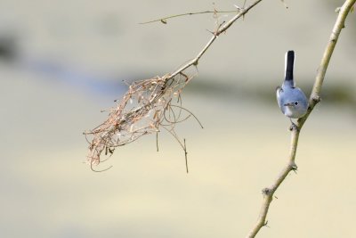 2012_01_22 DisneyWorld Blue_gray Gnatcatcher DSC_0267.jpg