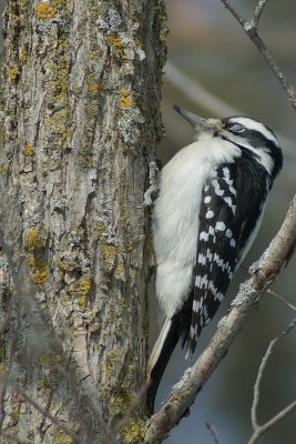 Downie woodpecker Stoney Swamp Ottawa DSC_0018.jpg