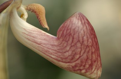 Jardin Botanique de Montral Paphiopedilum sp DSC_0211.jpg