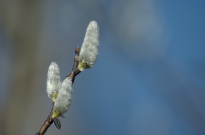 Pussy willow (Salix sp.) Stoney Swamp Ottawa DSC_0043.jpg