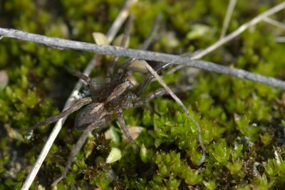 Pardosa sp. Stoney Swamp Lime Klin trail Ottawa DSC_0106.jpg