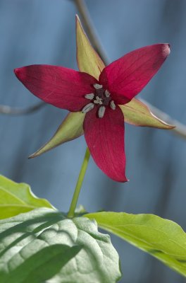 Trillium erectum (Red trillium) Morgan Arboretum Montreal DSC_0177.jpg