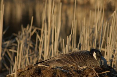 Canada goose Stoney Swamp Ottawa DSC_0205.jpg