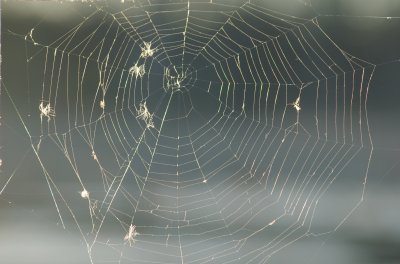 Spider web fixing seeds Stoney Swamp Ottawa DSC_0210.jpg