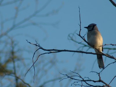 Blue Jay Stoney Swamp Ottawa DSC_0223.jpg