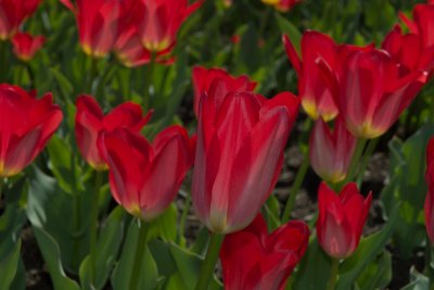 Tulips Ottawa DSC_0342.jpg