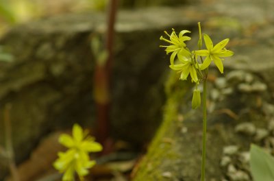 Clintonia borealis Morgan Arboretum Montreal DSC_0495.jpg