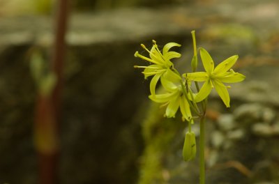 Clintonia borealis Morgan Arboretum Montreal  DSC_0496.jpg