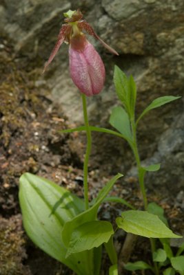 Cypripedium acaule Mont Tremblant  DSC_0006.jpg