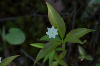 Trientalis borealis Mont Tremblant  DSC_0018.jpg