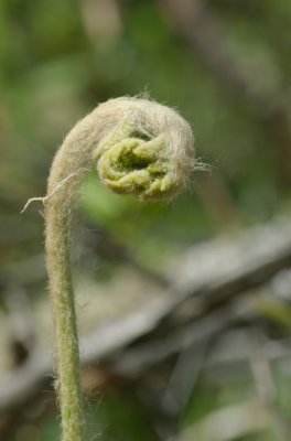 Budding fern Mont Tremblant  DSC_0034.jpg