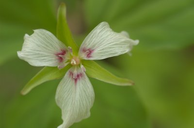 trillium undulatum Mont Tremblant  DSC_0038.jpg